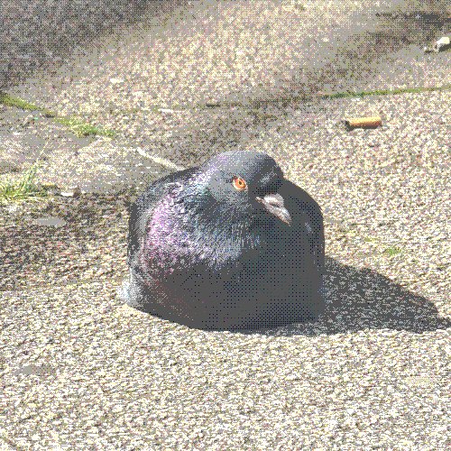 a pentagon shaped rock dove loafing under the sun on the ground. love how theyre looking at the camera in this, its so cute!